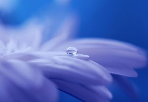 drop of water, drip, flower
